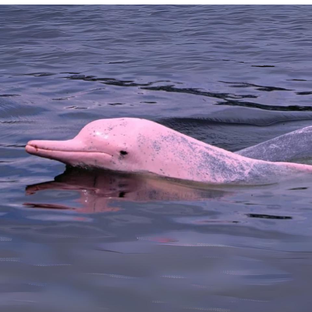 Dolphin Watching & Koh Tan / Koh Madsum (Pig Island)