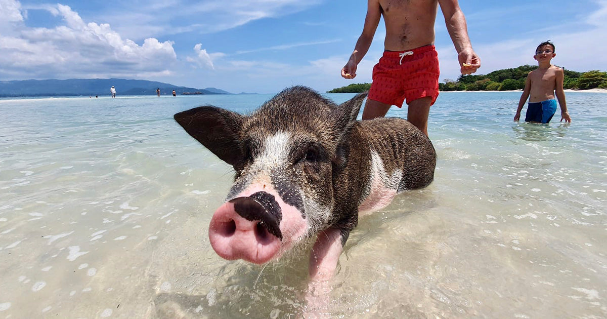 Koh Tan-Pig Island with Speed Boat